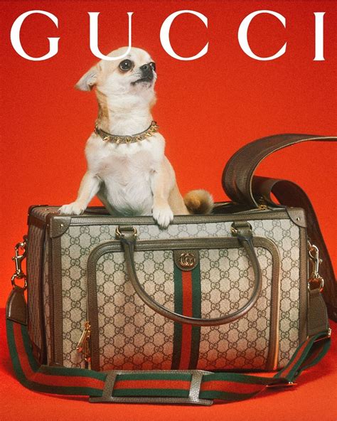 gucci teckel|gucci pets.